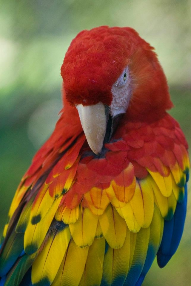 Centro de aves exóticas